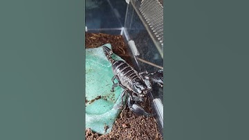 gravid asian forest scorpion