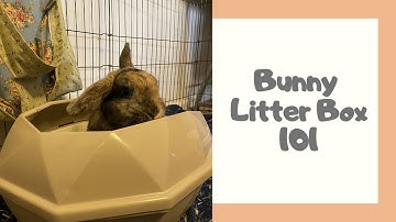 Bunny Litter Box 101