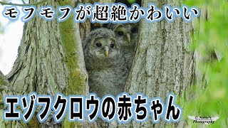 モフモフで超可愛いエゾフクロウの赤ちゃん（Re-Edit）A fluffy and super cute baby Ezo owl.【4K UHD】 #wildlife #animal