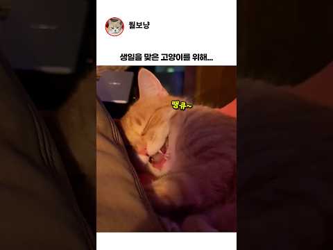 생일인 고양이를 위해... thumbnail