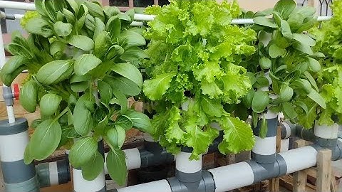 “Build Your Own Vertical Hydroponic Garden with PVC Pipes | Easy Home Gardening Idea”