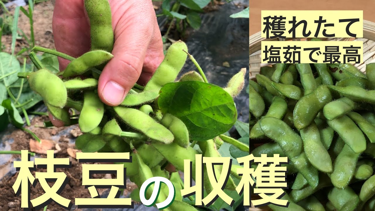 枝豆 茶豆 の収穫と塩茹でしてビールのお供に Youtube