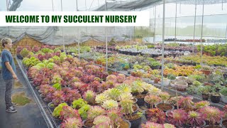 My Succulent Nursery in Autumn  Best Season for Aeonium Succulents ❤ // Joy Garden Succulent