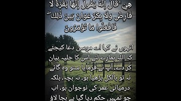 سورة البقرة 67 - 71