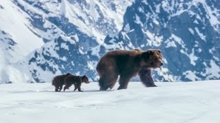 Disneynature's BEARS Official Trailer #1 {2014}