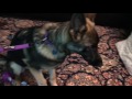 Young German Shepherd Displaying Aggressive Behaviors