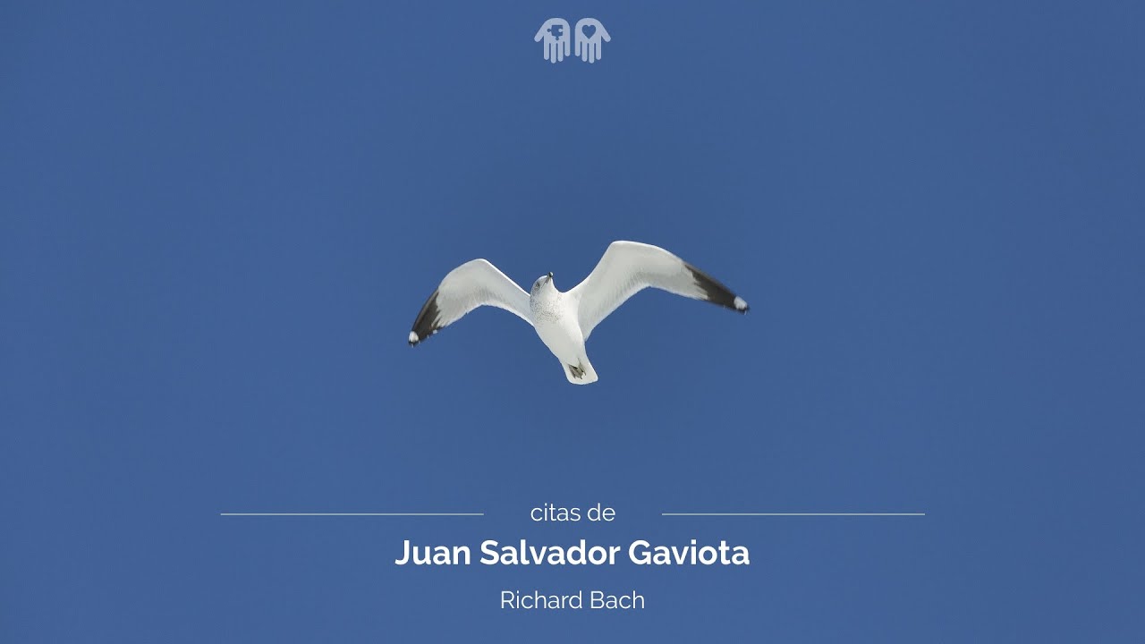 Citas de Juan Salvador Gaviota - YouTube