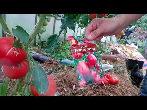 Vidéo: Tomate 