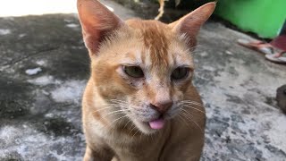 Bermain dengan Kucing Oren by RINO PRIATAMA 535 views 1 year ago 7 minutes, 9 seconds