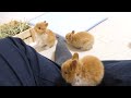 足元を駆け回る毛玉たち 【ネザーランドドワーフ】