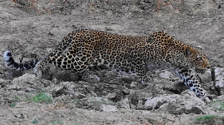 South Luangwa N.P. Wildlife in Zambia