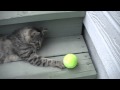 Kawaii Hawaii Cats Playing with Tennis Ball