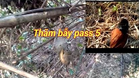Thăm bẫy chồn , sóc  pass 5 : Tài gà rừng