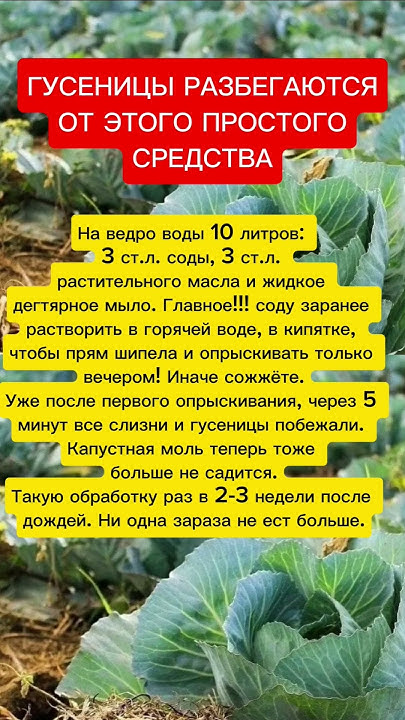 #советы #полезныесоветы #дача #огород - YouTube