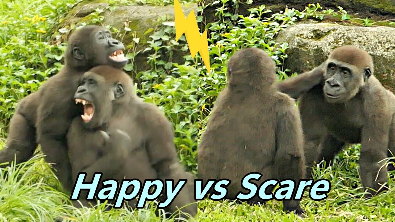 Scared Ringo Gorilla Jabali and Ringo's reaction when they were scared by thunder ...