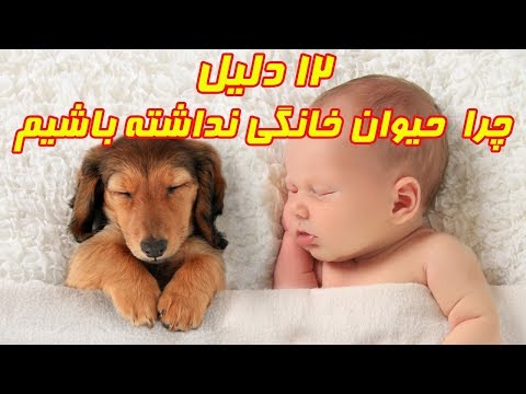 تصویری: نحوه خرید حیوان خانگی خانگی