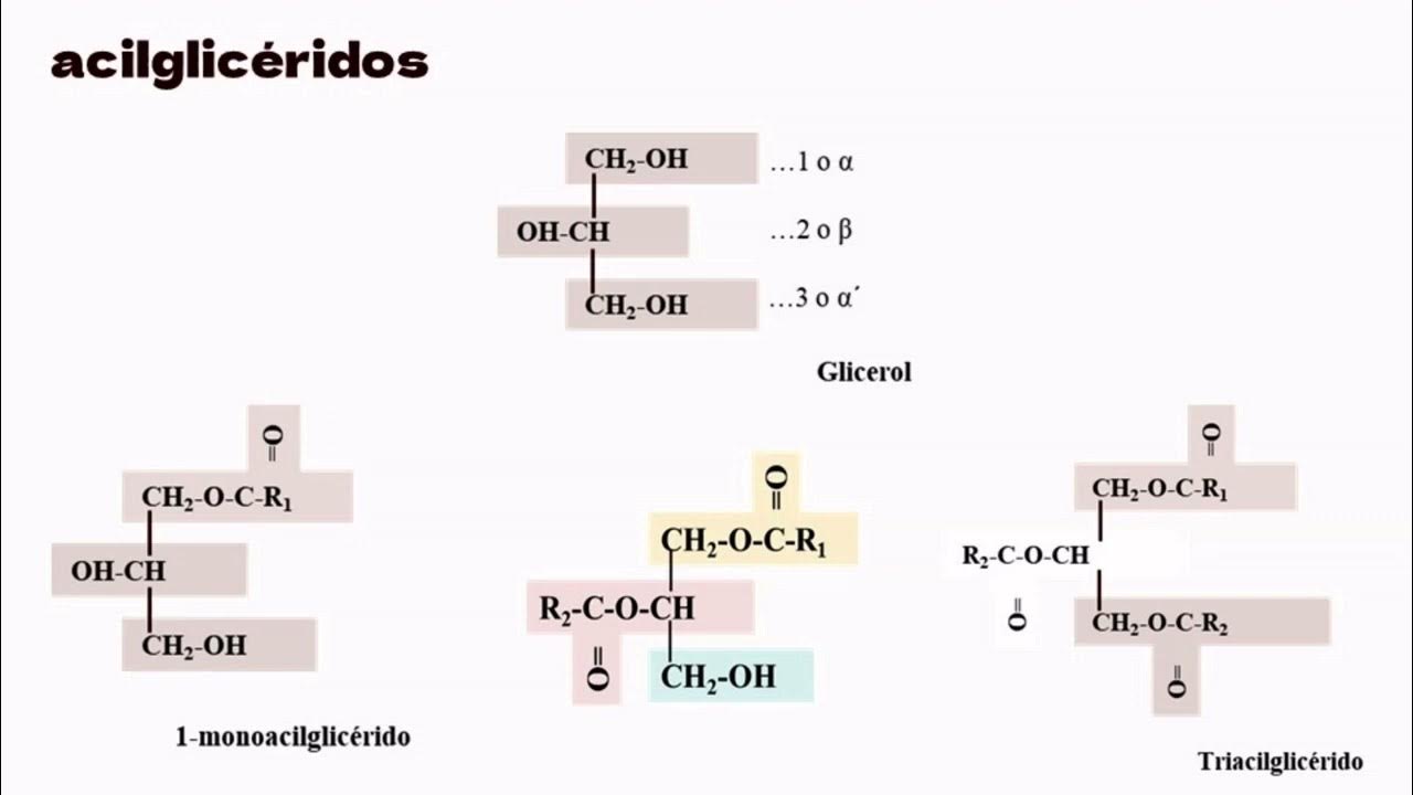 Acilglicéridos YouTube