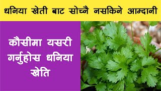 कौशी खेति सम्बन्धी जानकारी ।। धनिया खेति यसरि गर्नुहोस  ।। Krishi Sandesh About Coriander Farming