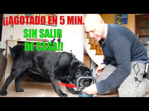 Video: 5 maneras de compensarlo con tu perro solo en casa