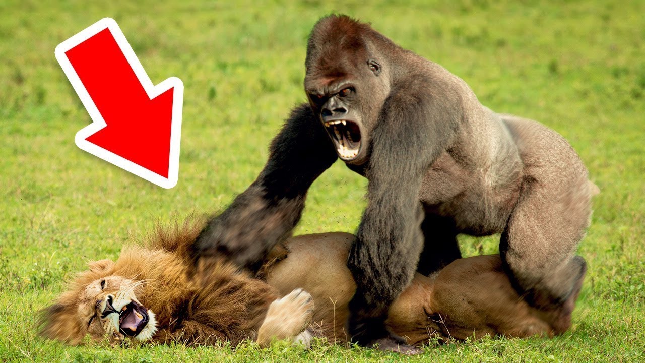 Animals That Messed With The WRONG Opponent