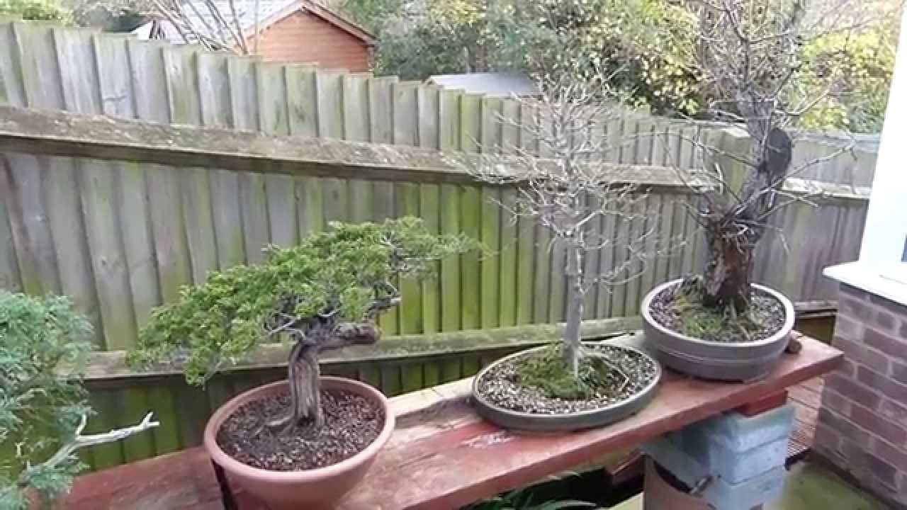 Bonsai In Winter YouTube