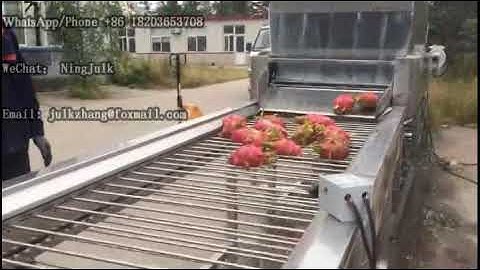 dragon fruit washing and sorting line