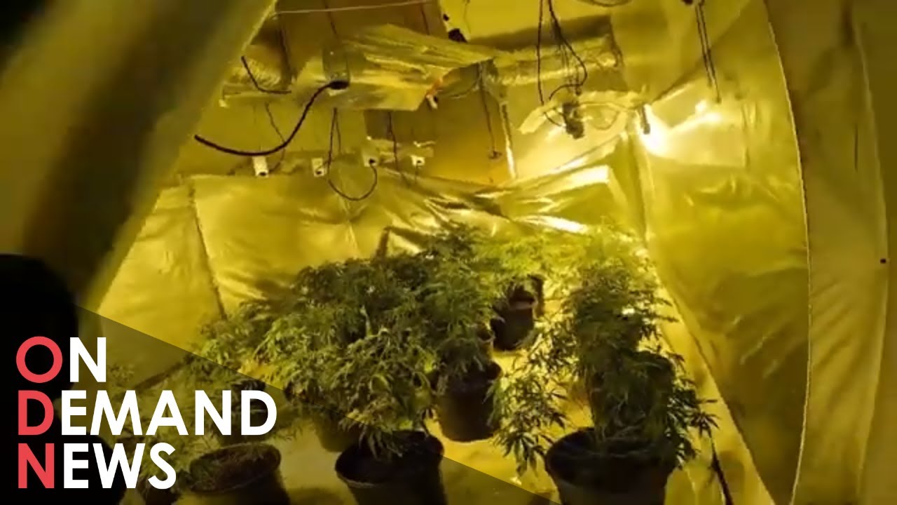 £130M-Worth Of Cannabis Seized In UK’s Biggest Crackdown