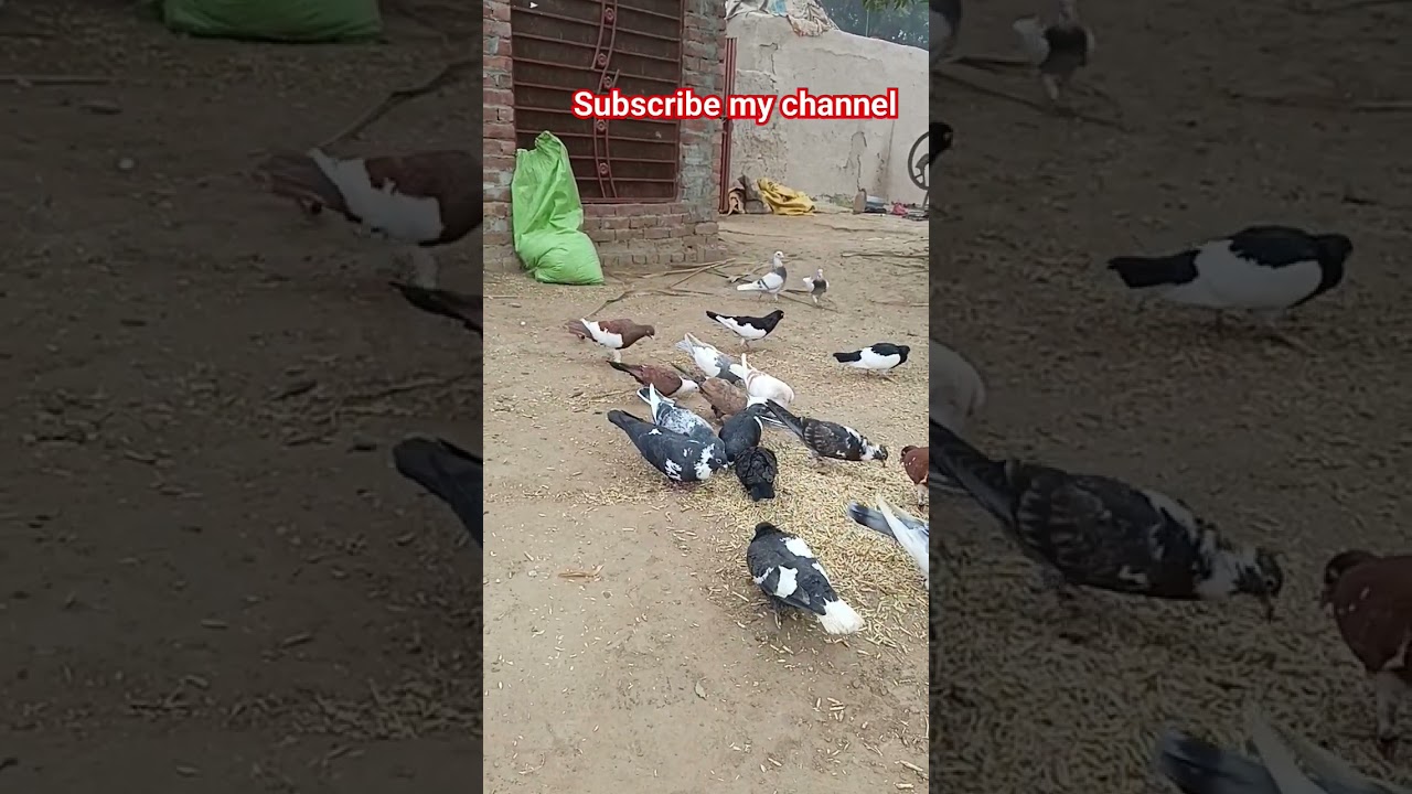 #pigeon