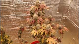 Cannabis Grow Room: Week 9 Of Flower ( Still Not Done!)