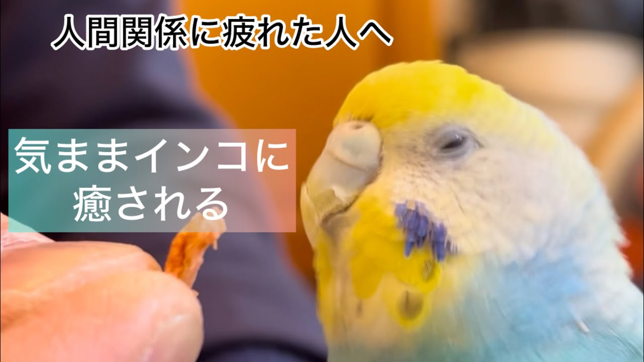 カナリアになりたいセキセイインコ