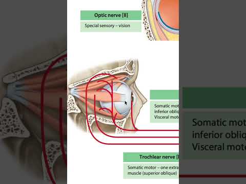 Cranial nerves 1-6