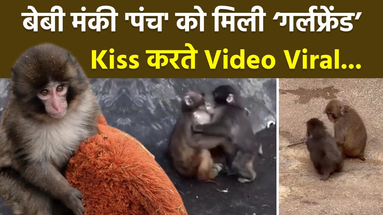 Baby Monkey Punch gets a new girlfriend, Momo-Chan. The video of