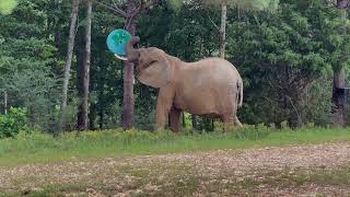 The Elephant Sanctuary | Sanctuary Elephants Celebrate World Elephant Day