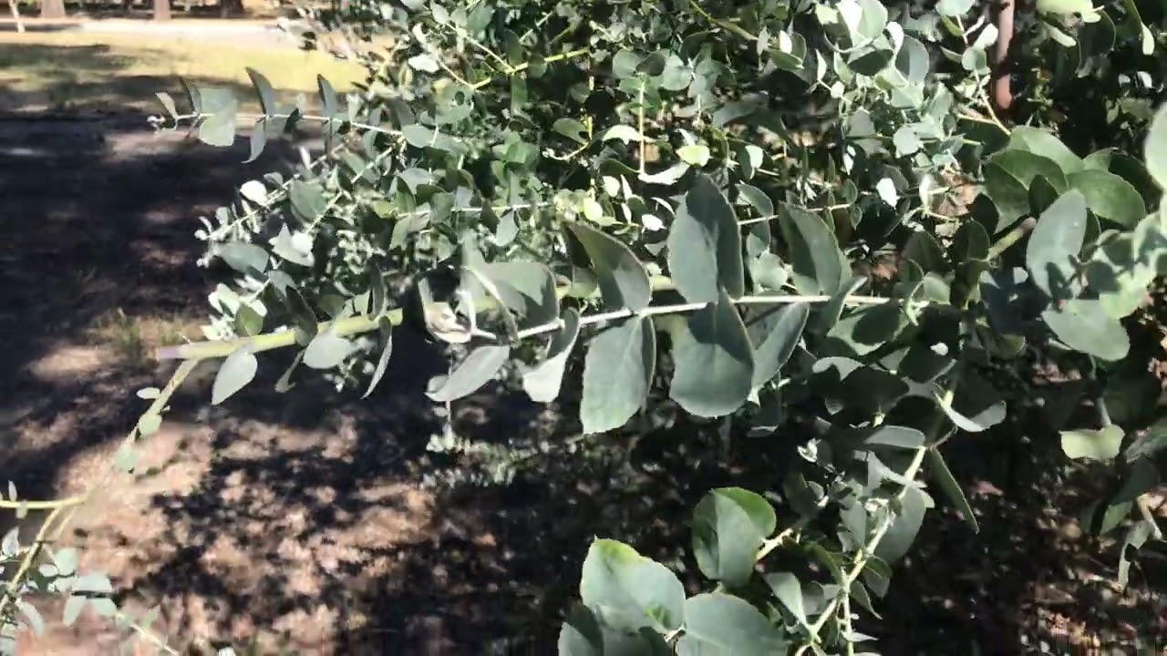 Eucalyptus bridgesiana (Apple gum)