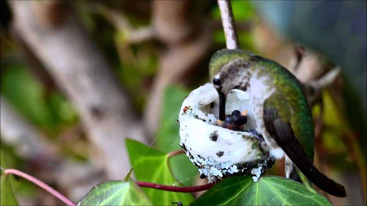 Anna's Hummingbird Feeding Her Newborn Babies - Medford, Oregon - YouTube