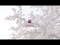 #桜 #さくら #サクラ #桜ソング #日本のうた #叙情歌 #song #加藤洋一 #Sakula #Sakura #心のうた #希望のうた #3月11日 #心を癒す歌 #心にしみる歌