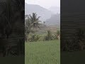 #ustadzadihidayat #pemandanganbagus #sawah #automobile #pemandanganalamyangindah