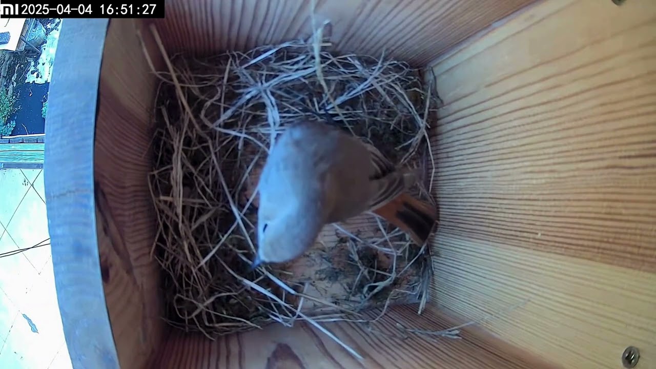 Black Redstart Builds an Entire Nest in One Day – Timelapse Nest Construction