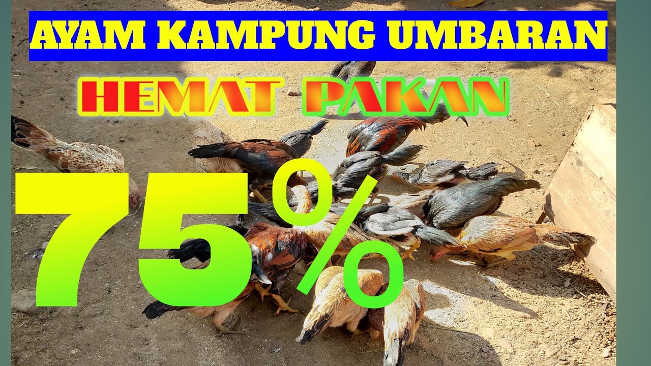 ternak ayam kampung semi umbaran skala rumahan 