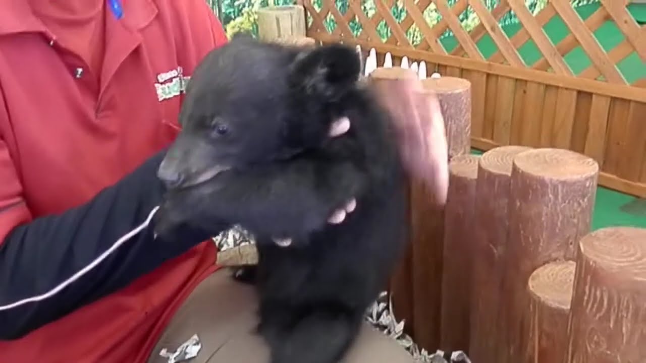 ツキノワグマの赤ちゃんの大きさや特徴ってどれくらい 絶滅危惧種リスト