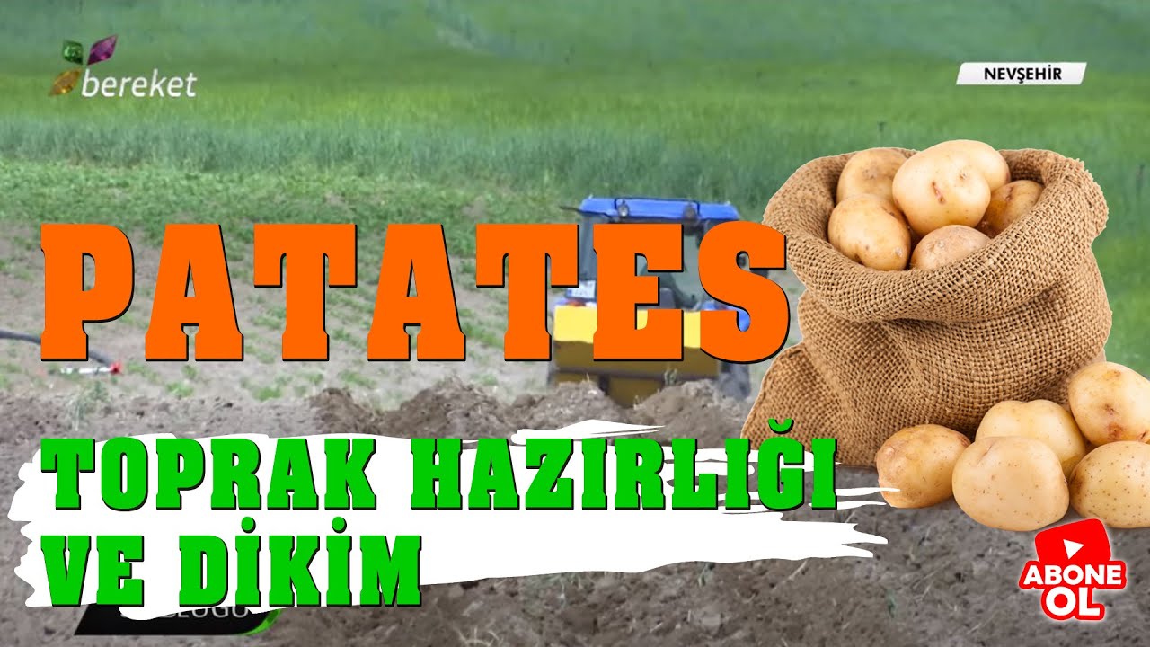 Tarım Sözlüğü - Patateste Toprak Hazırlığı ve Dikim