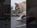 jumpy cat #cat #funny #animals #cute #pets #ai #funnypets #petvideos #funnycreatures #funnyanimals
