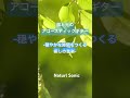 Natural Sonic「 風と光のアコースティックギター」— 穏やかな時間をつくる癒しの音楽 —