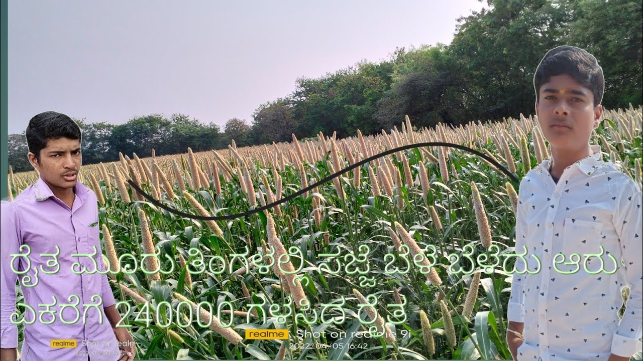 ಸಜ್ಜೆ  ಬೆಳೆ ಬಗ್ಗೆ   ಸಂಪೂರ್ಣ ಮಾಹಿತಿ ತಿಳಿಸಿದ#Agriculture life