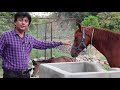 Aggressive mare with her baby  horse lovers  horse grooming  abdul jalil khan