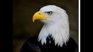 Card Game Rules - Solitaire: "The Eagle" screenshot 4