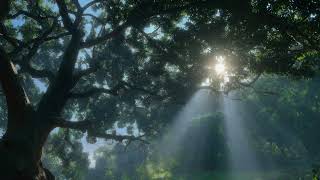 Sunlit Forest Canopy Light Rays Loop 4K screenshot 3
