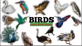 BIRDS Names and Sounds - Learn Bird Species in English Learning For Kids AnimalsBirds, Animal Sounds