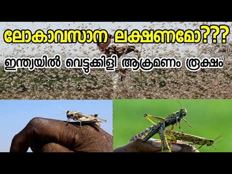 Vettukili Attack Malayalam | ഇന്ത്യയിൽ വെട്ടുക്കിളി ആക്രമണം | Malayalam | Kerala Online Media