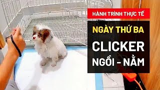 [Ngày 3|30] Bài huấn luyện đầu khi mới nuôi chó - Clicker, Ngồi, Nằm | Hướng dẫn thực tế BossDog